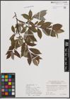 Foto von Salix daphnoides Vill.